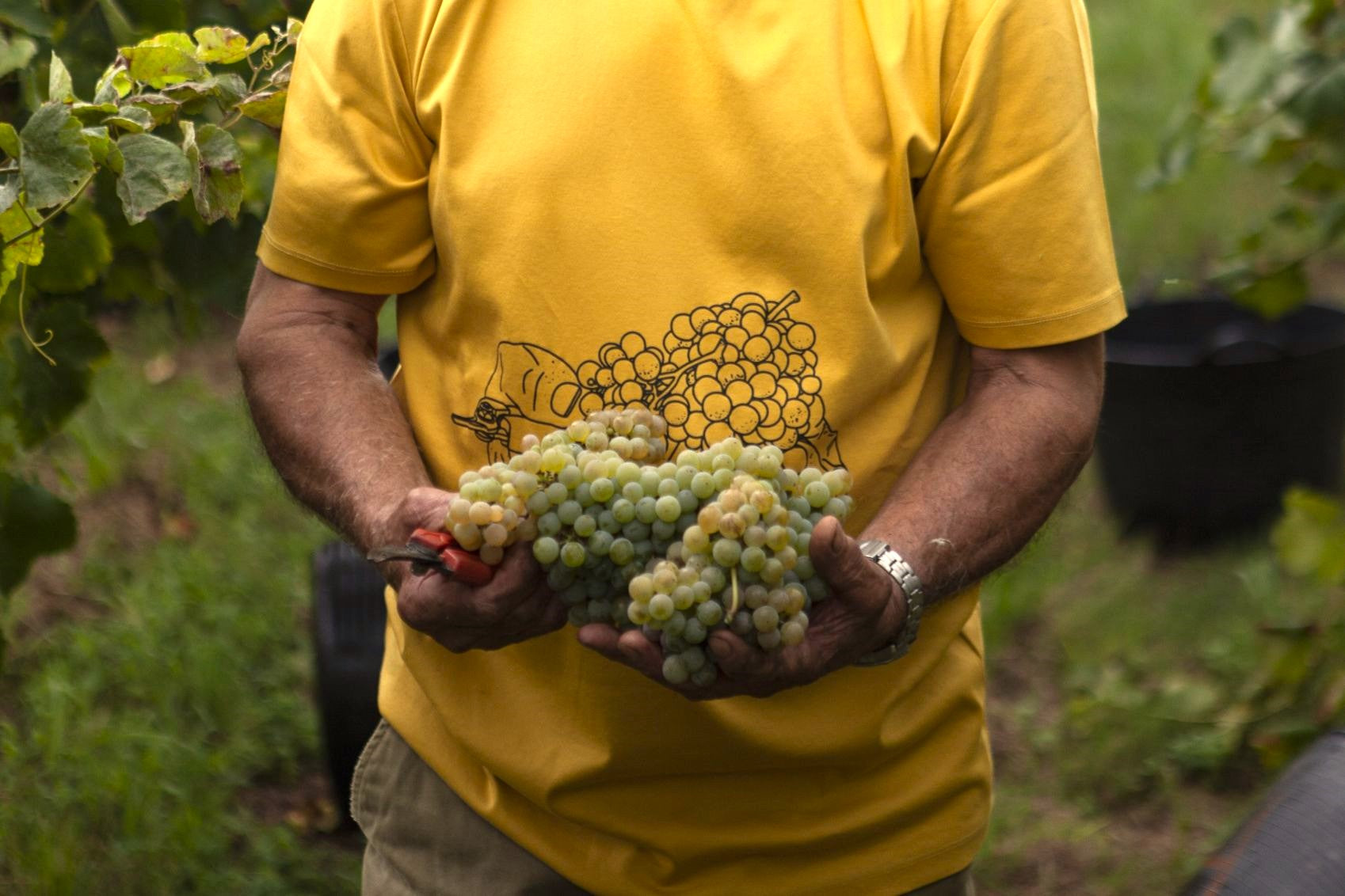 Relatório de Vindimas 2021 | A certeza de sempre num ano de incertezas