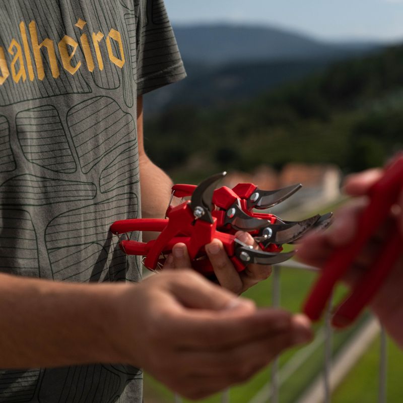 Programa de Vindimas