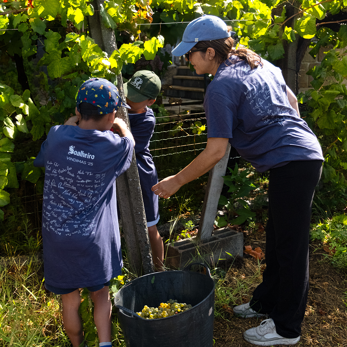 Soalheiro Harvest Experience