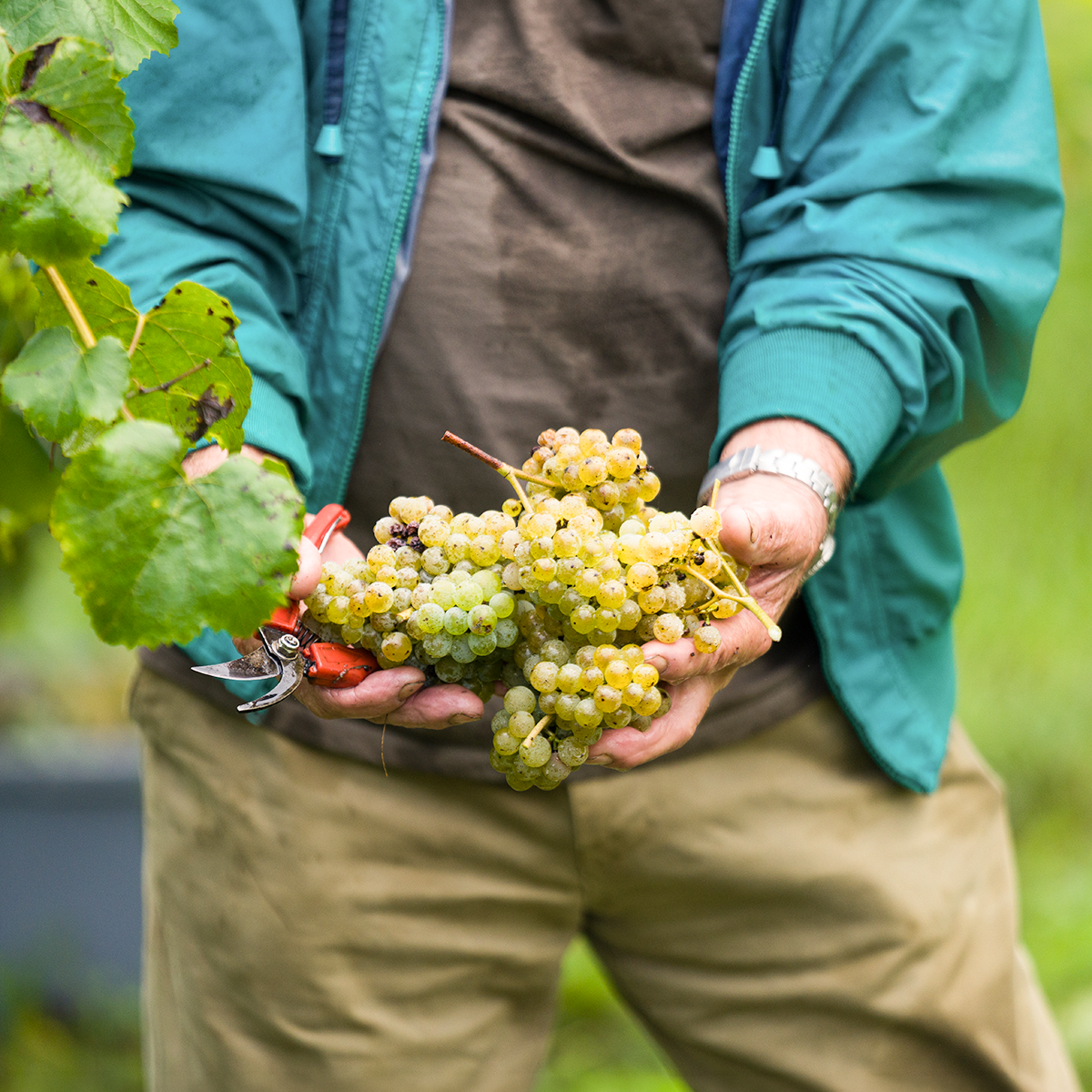 Soalheiro Harvest Experience
