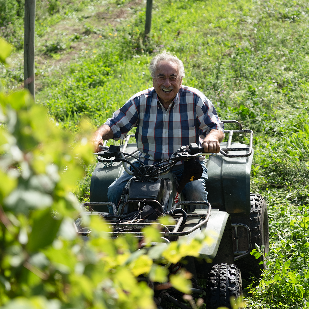 Soalheiro Harvest Experience