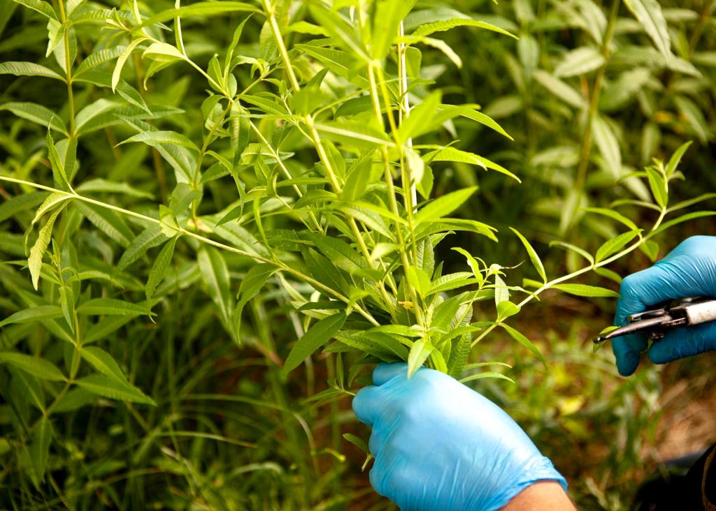 Como-fazemos-a-colheita-das-ervas-aromaticas-5