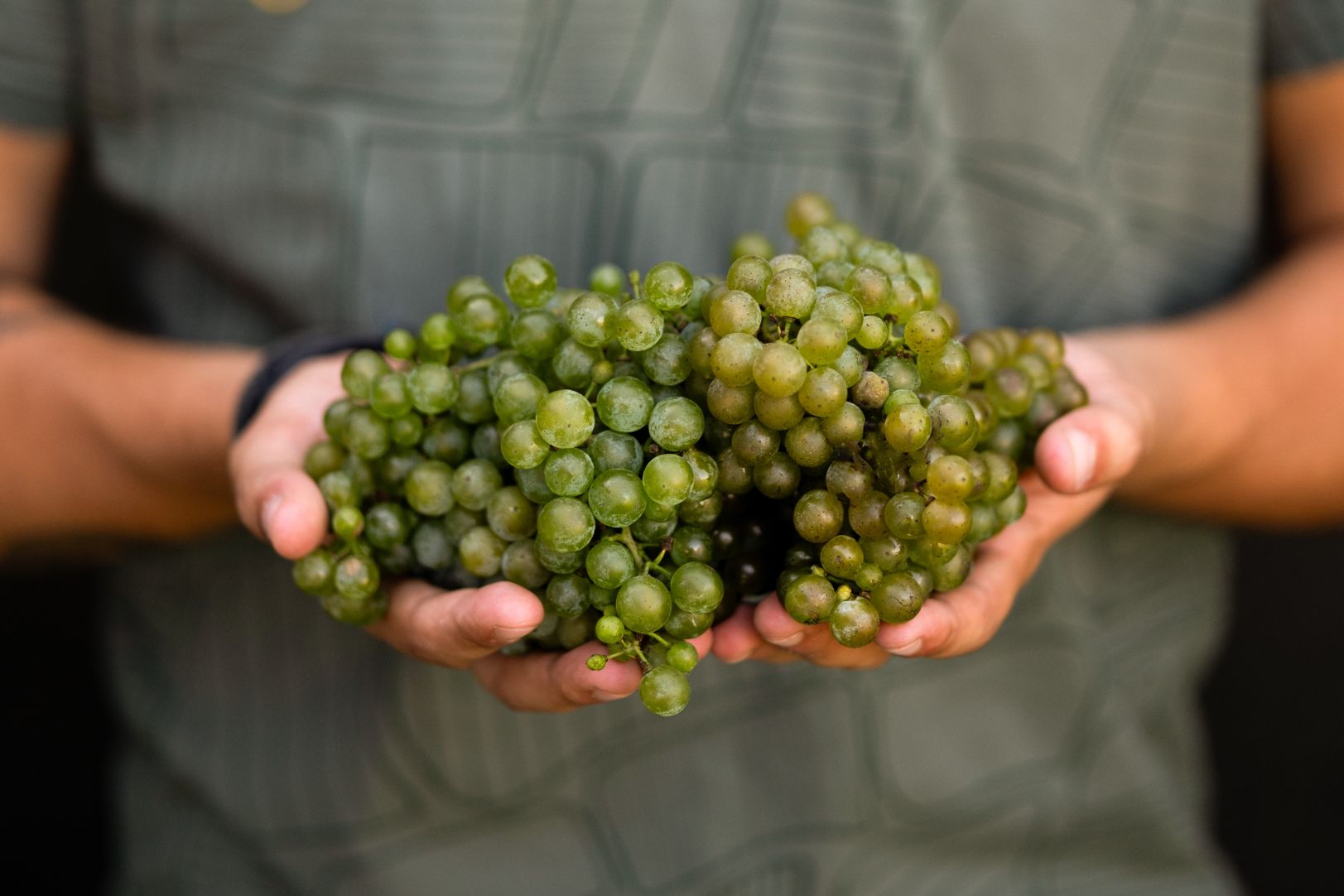 Relatorio-de-Vindimas-2023