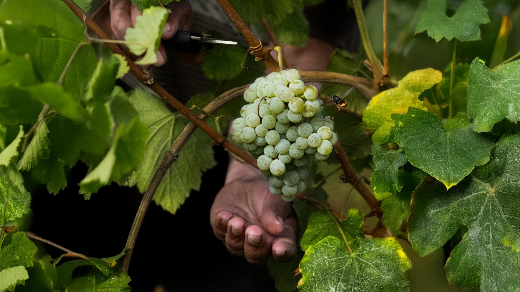 RELATÓRIO DE VINDIMAS 2025: A urgência da natureza, a resposta da precisão