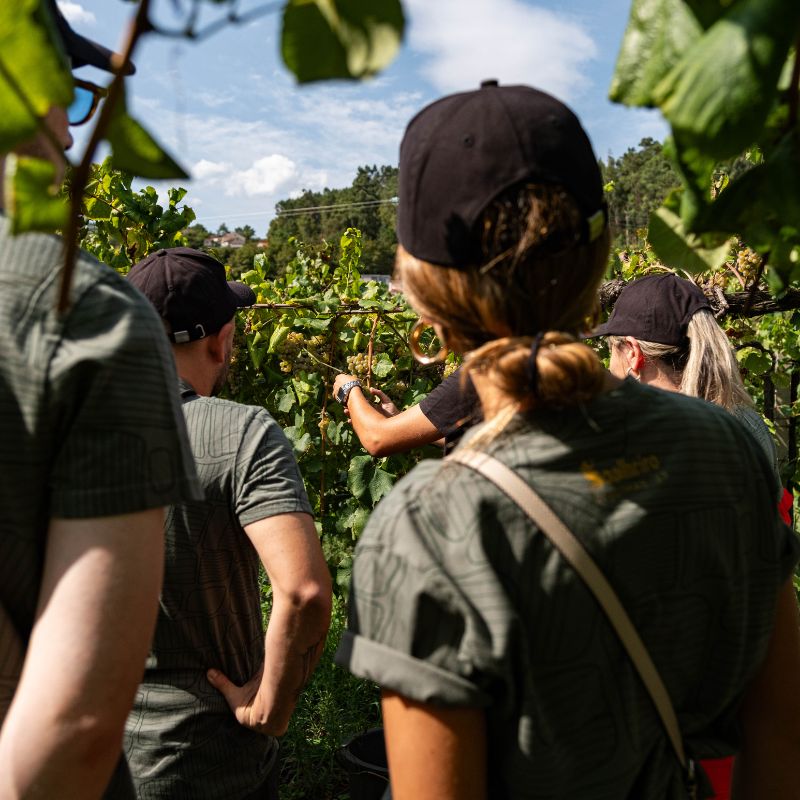Programa de Vindimas