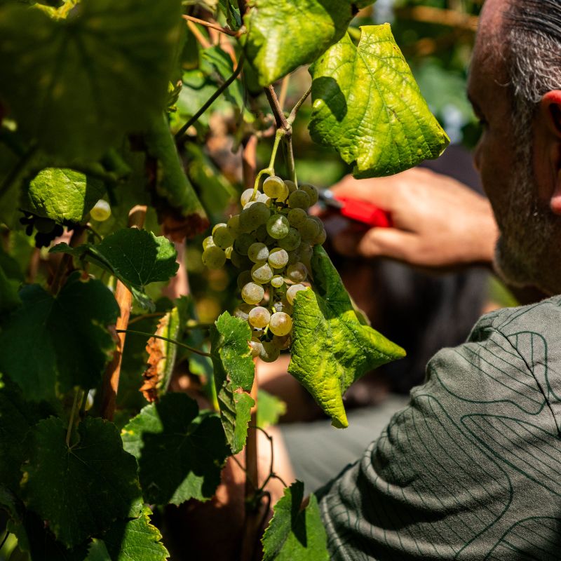Programa de Vindimas