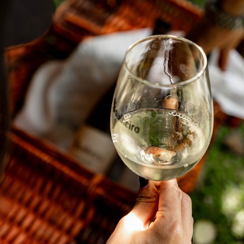 Programa de Vindimas