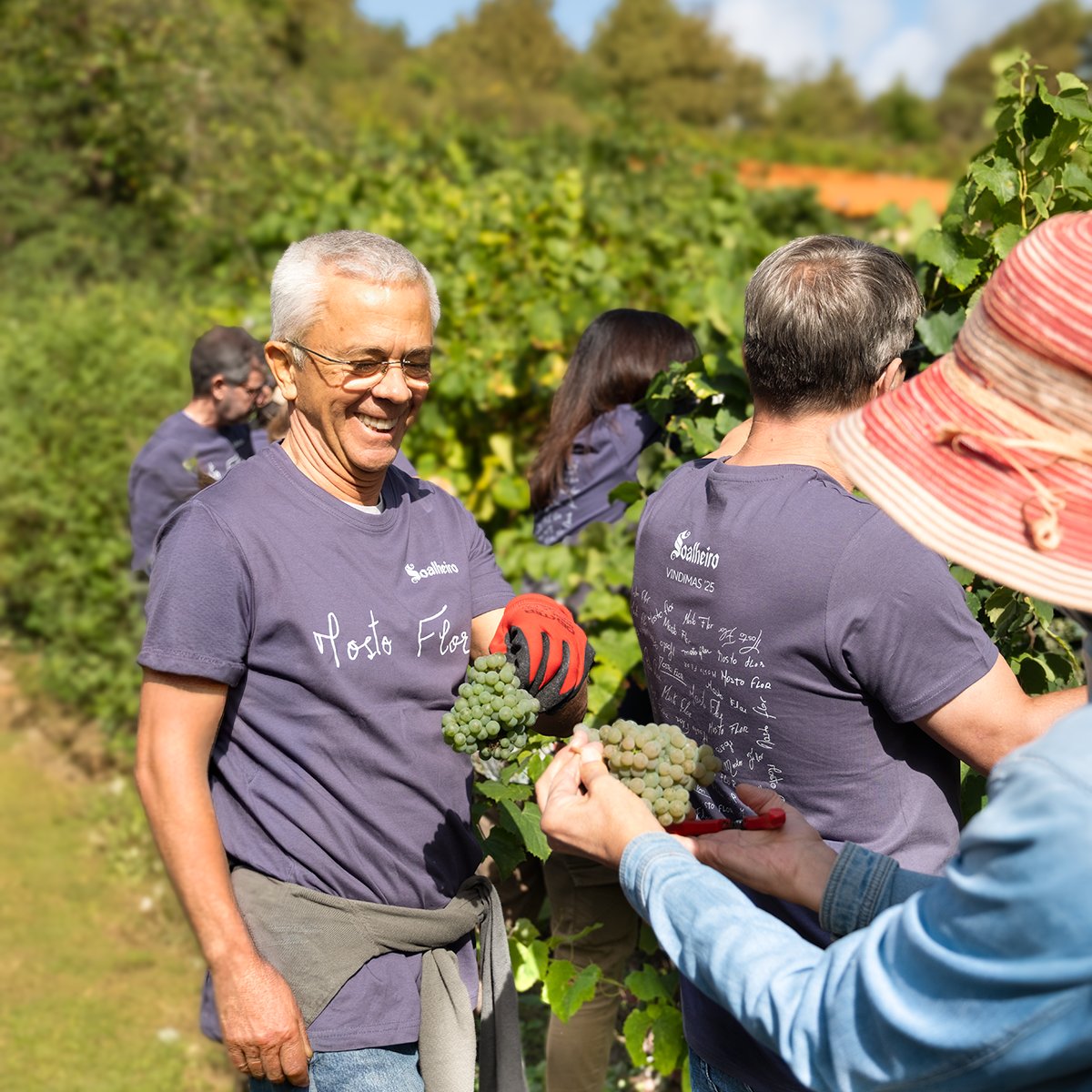Soalheiro Harvest Experience