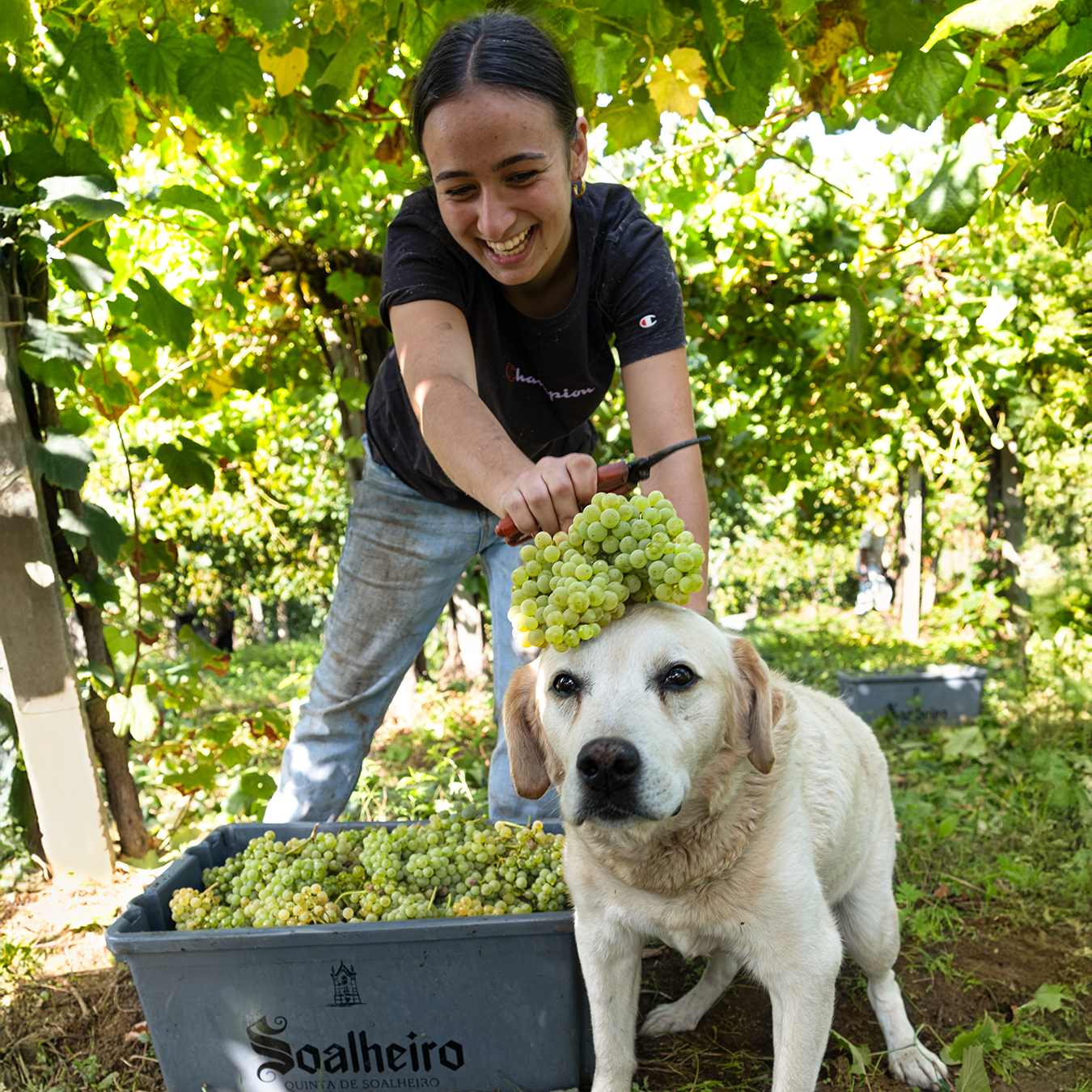 Soalheiro Harvest Experience