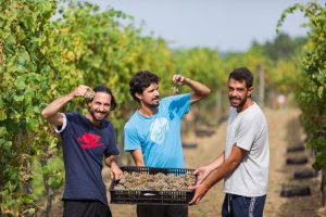INNOVATION IN WINEMAKING - ALVORONE 2