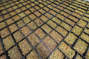 INNOVATION IN WINEMAKING - ALVORONE