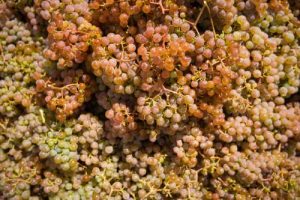 our-vineyards-and-viticulture-blurb-image
