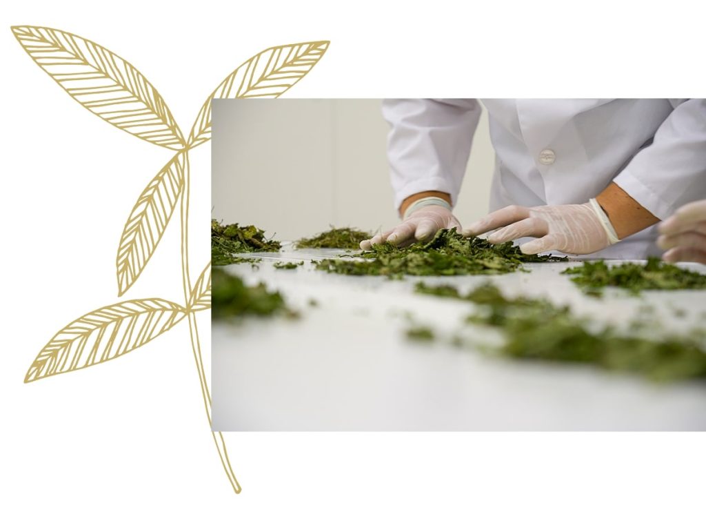 Herbal Tea Story and Production Process Soalheiro