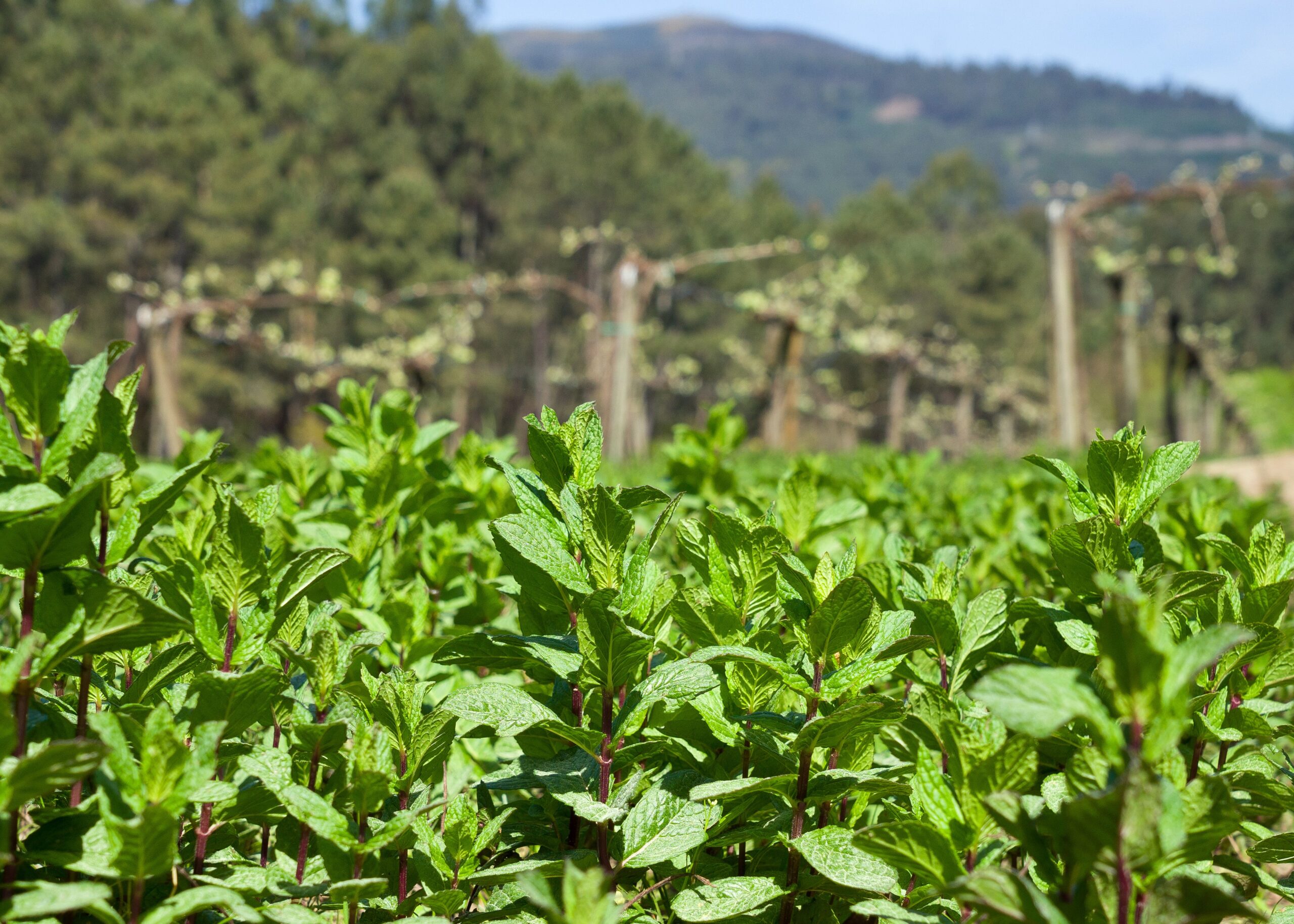 Campo-Vinha-Infusões-Soalheiro